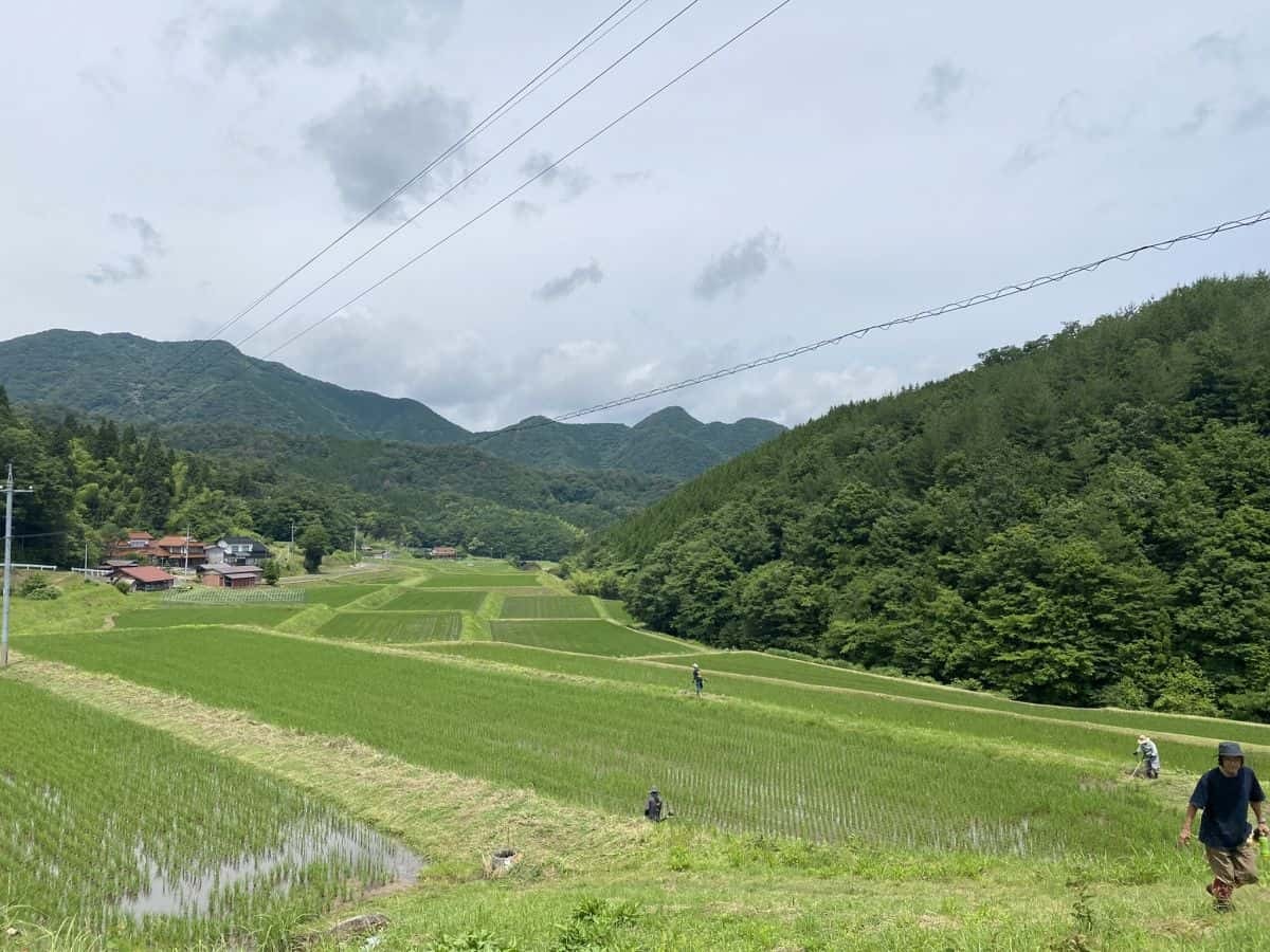 草刈りでキレイになった雲南市吉田町宇山地区の田んぼ