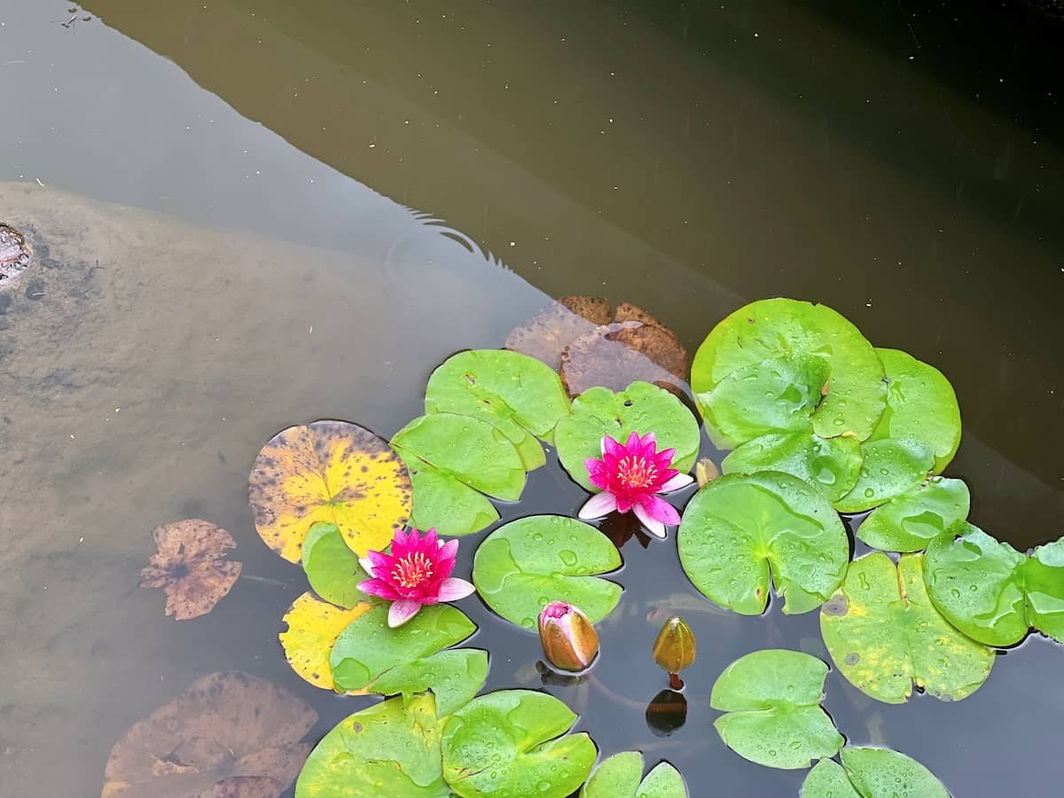 鳥取県米子市淀江町にある『伯耆古代の丘公園』で咲き誇るハスの花