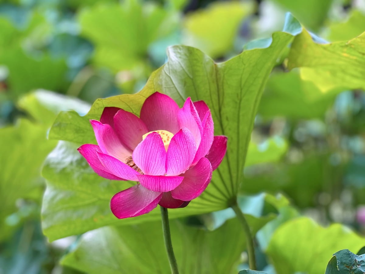 鳥取県米子市淀江町にある『伯耆古代の丘公園』で咲き誇るハスの花