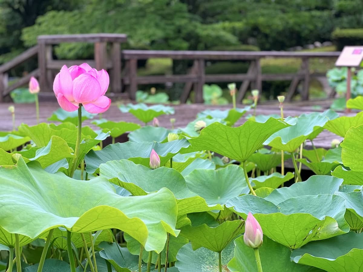 鳥取県米子市淀江町にある『伯耆古代の丘公園』で咲き誇るハスの花