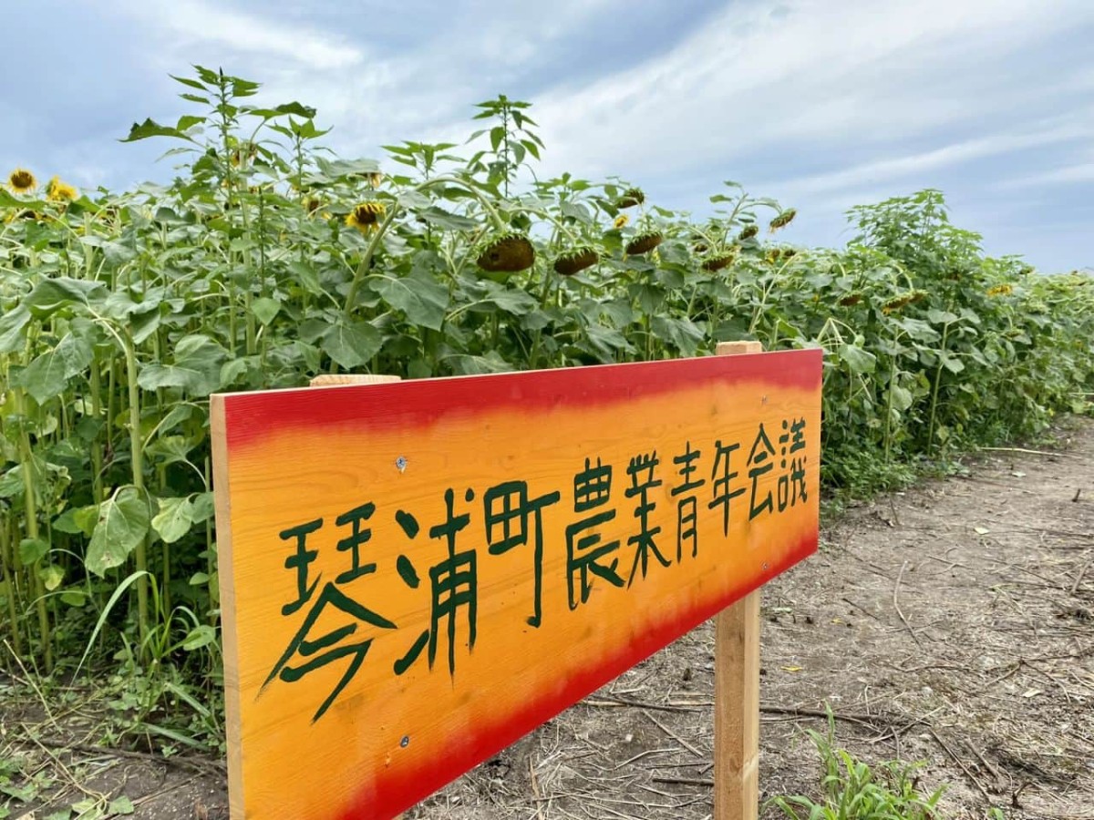 鳥取県の琴浦町役場すぐ近くに咲いている「10万本のひまわり畑」の様子