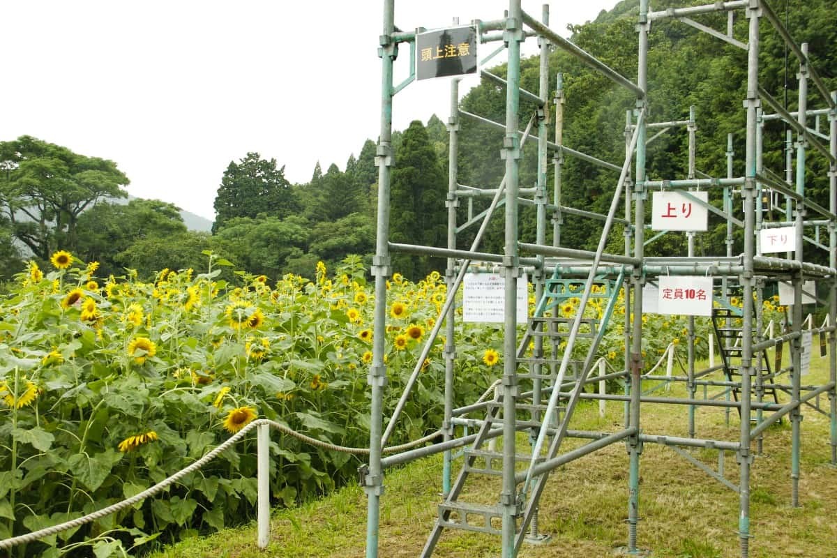 鳥取市の穴場ひまわり畑『ウブミベース』の2022年の開花の様子