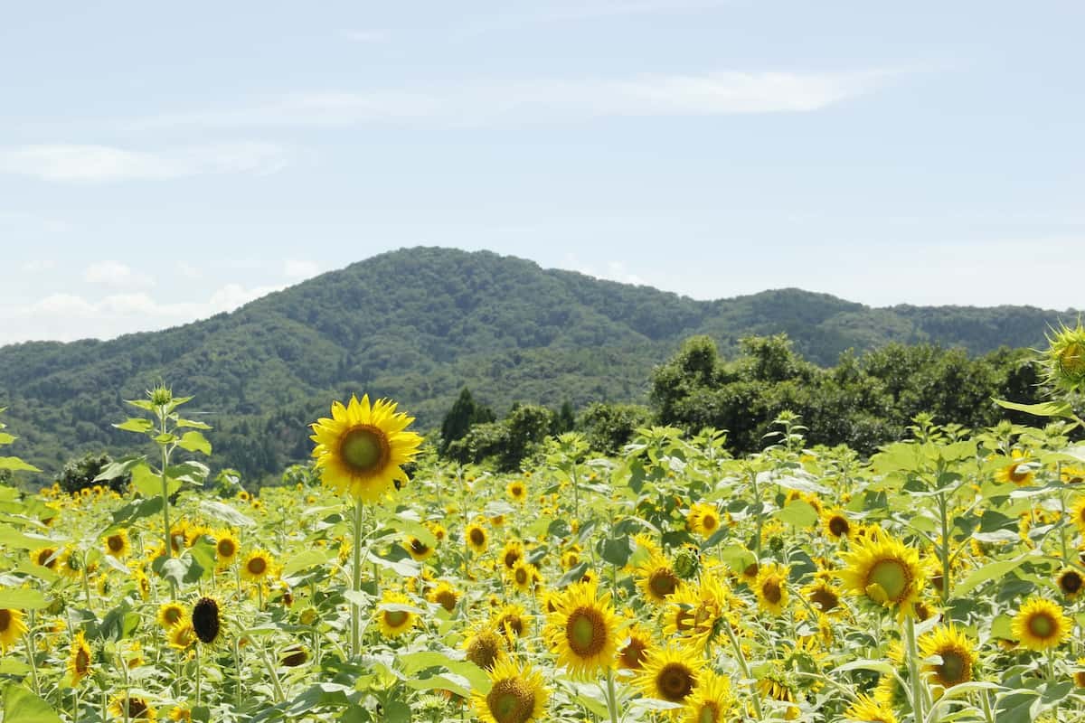 島根県浜田市三隅町にある「野山嶽ひまわり園」の様子