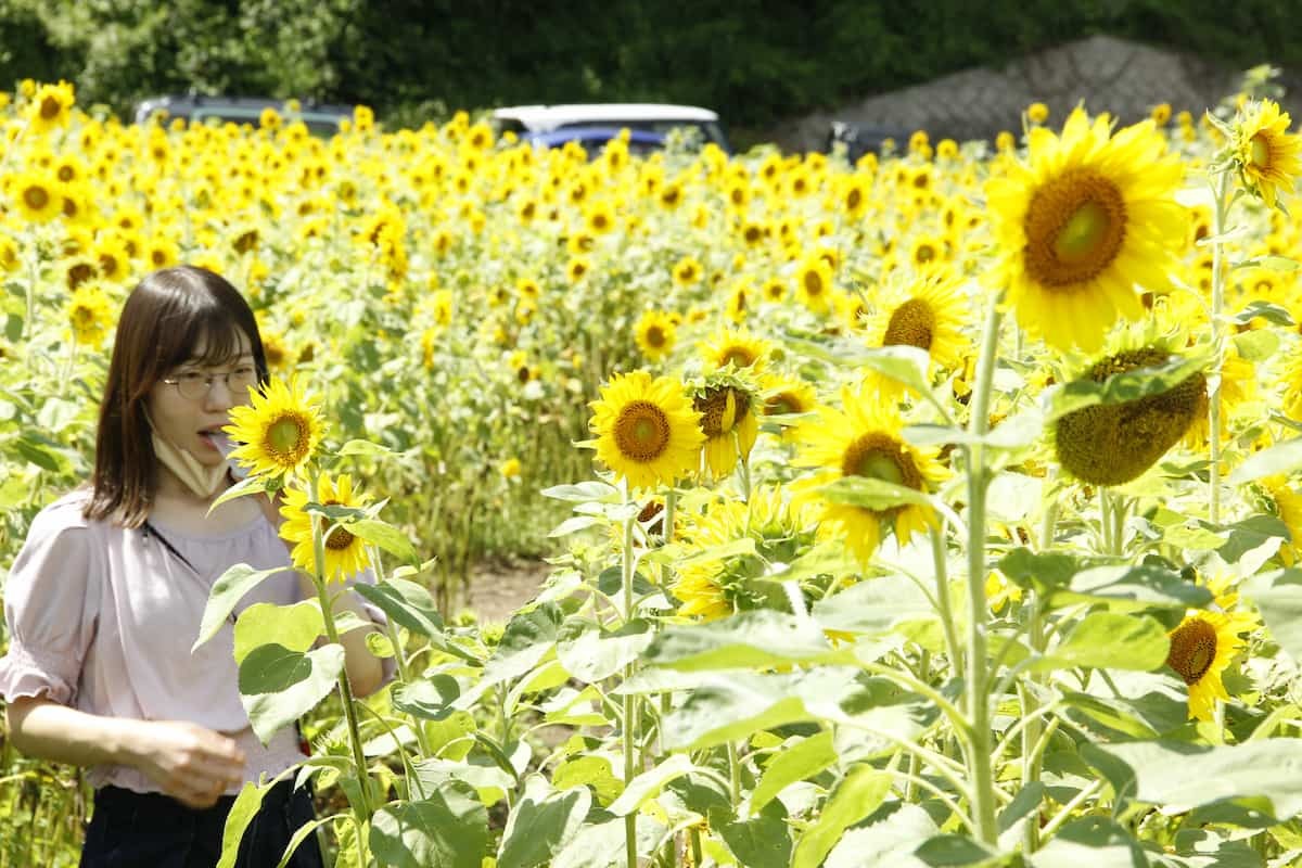 島根県浜田市三隅町にある「野山嶽ひまわり園」の様子