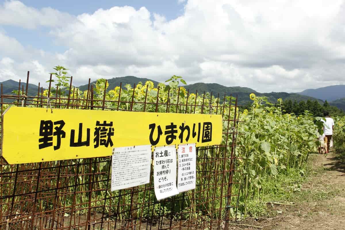 島根県浜田市三隅町にある「野山嶽ひまわり園」の様子