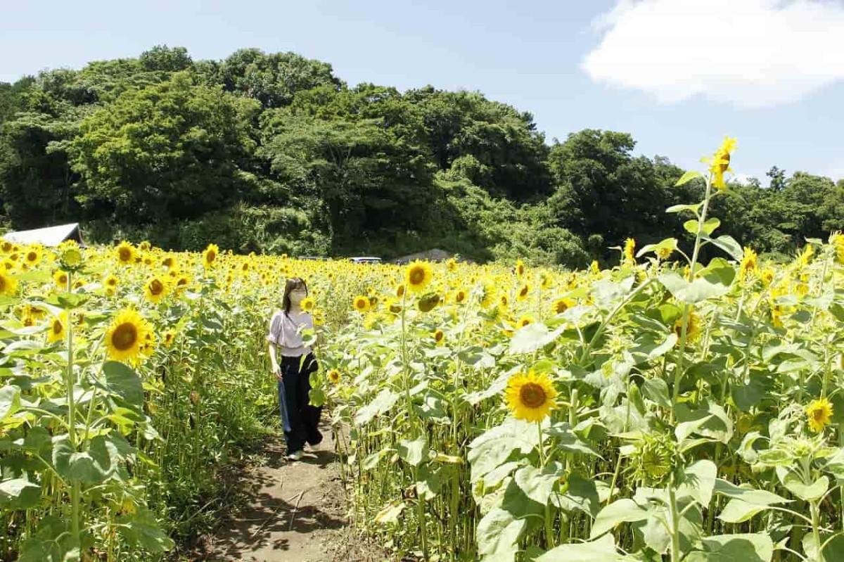 島根県浜田市三隅町にある「野山嶽ひまわり園」の様子