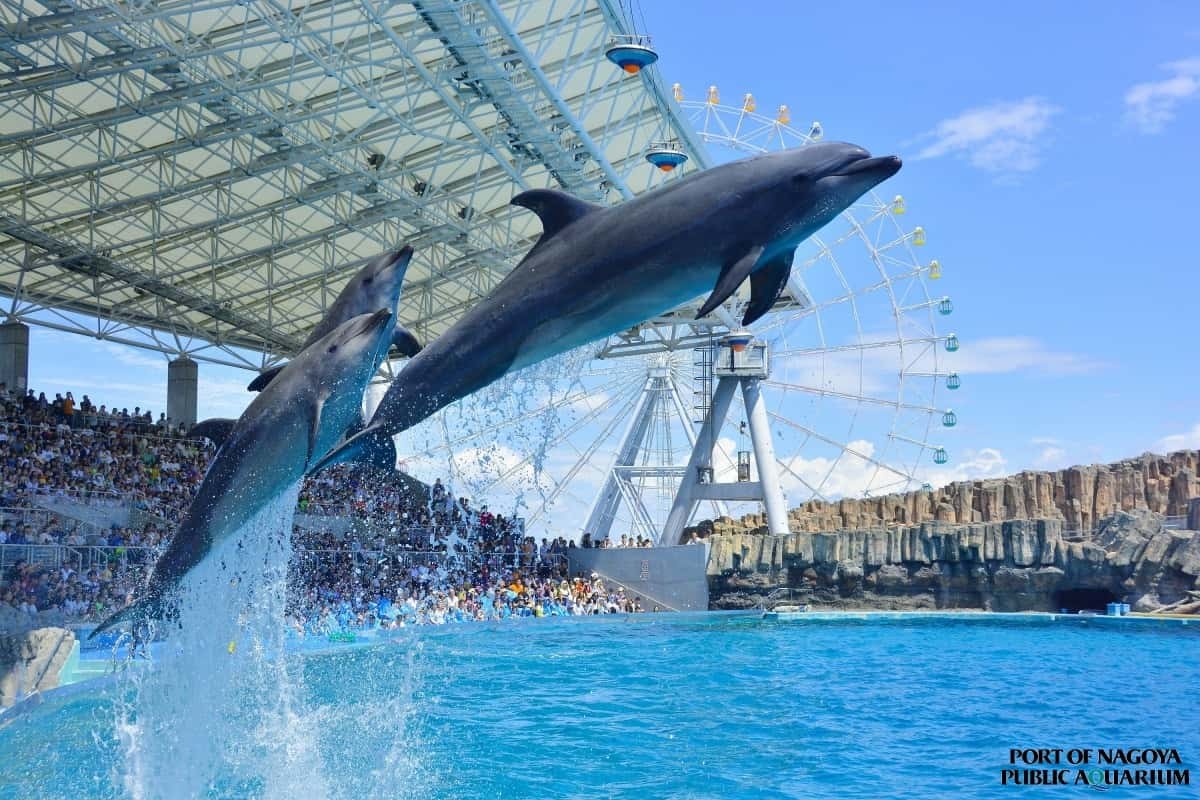 名古屋港水族館のイルカパフォーマンス