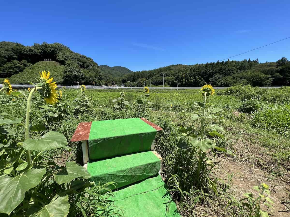 島根県益田市にある「美濃ひまわり畑」の様子