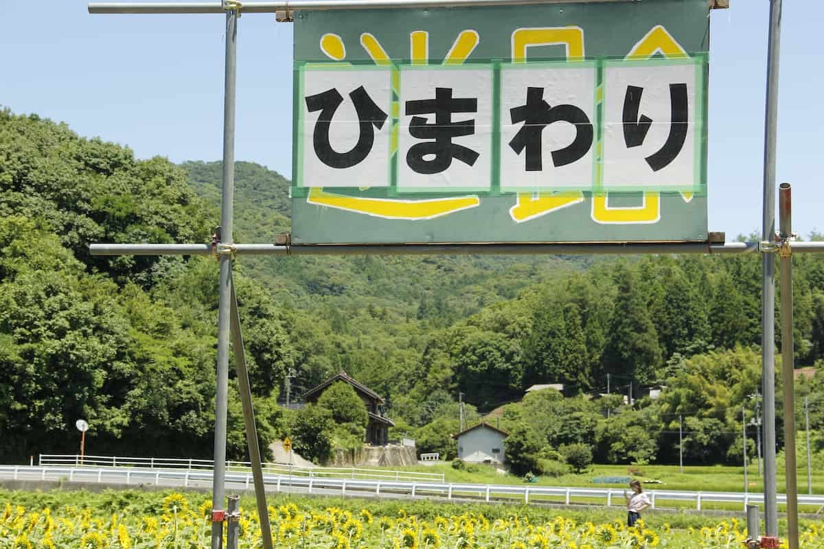 島根県益田市にある「美濃ひまわり畑」の様子