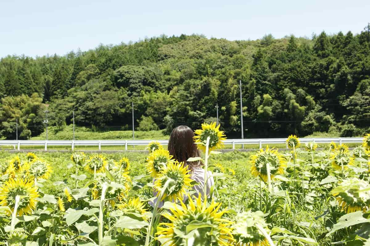 島根県益田市にある「美濃ひまわり畑」の様子