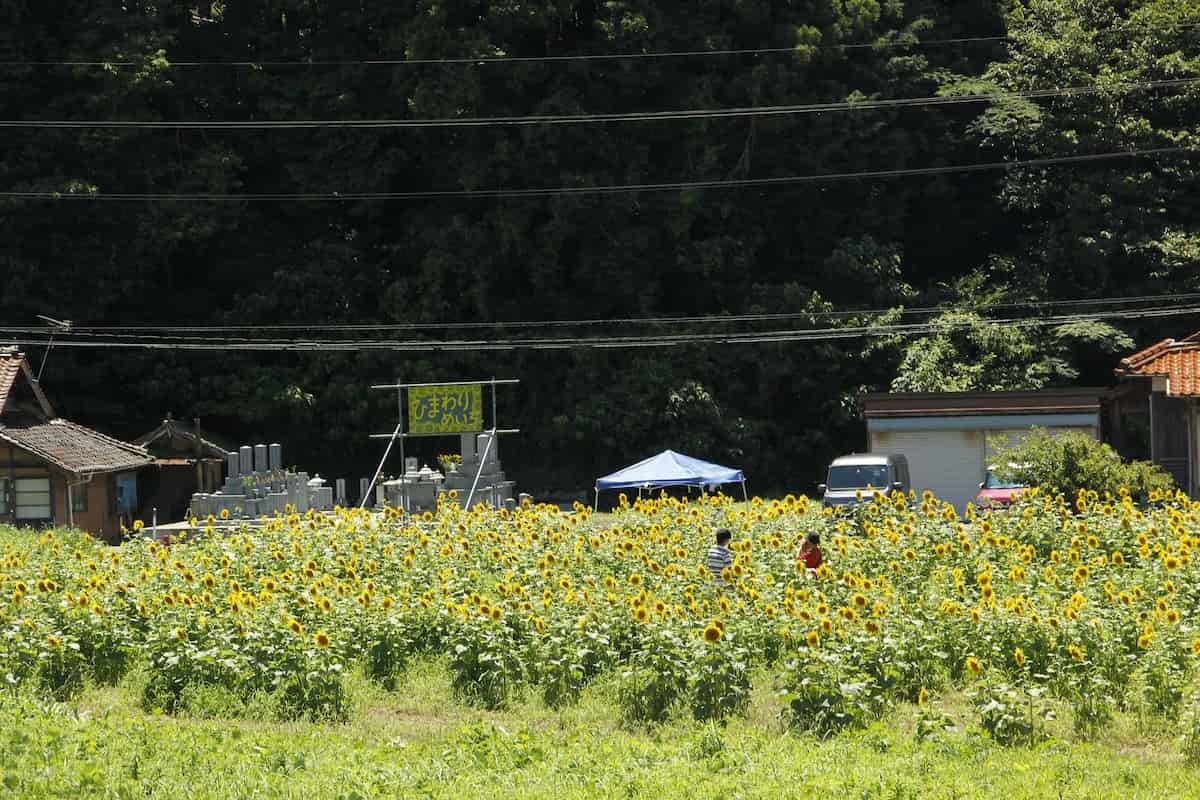 島根県益田市にある「美濃ひまわり畑」の様子