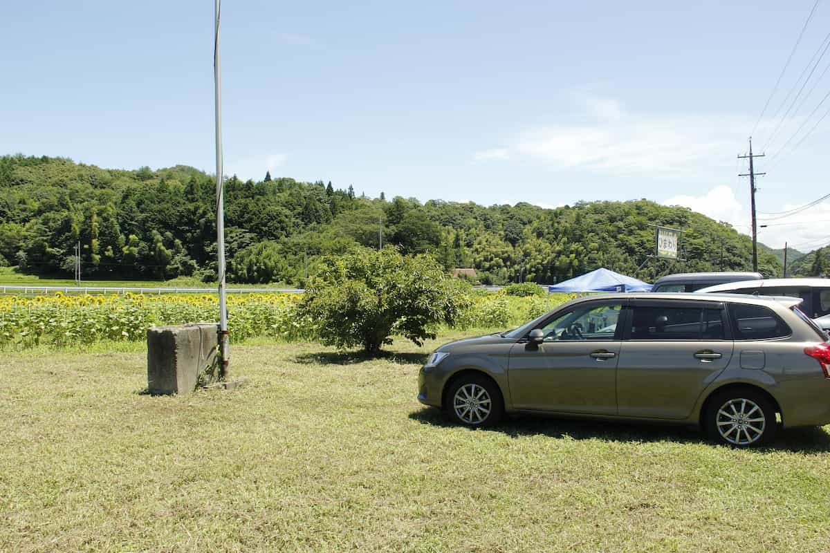 島根県益田市にある「美濃ひまわり畑」の様子