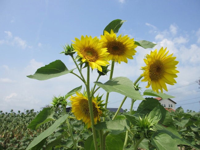 島根県出雲市斐川町で８月中旬頃見頃を迎えるひまわり畑の様子