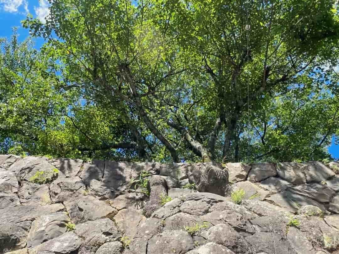 鳥取県鳥取市青谷町の蔵内観音寺にいる「石垣の亀石」周辺の様子