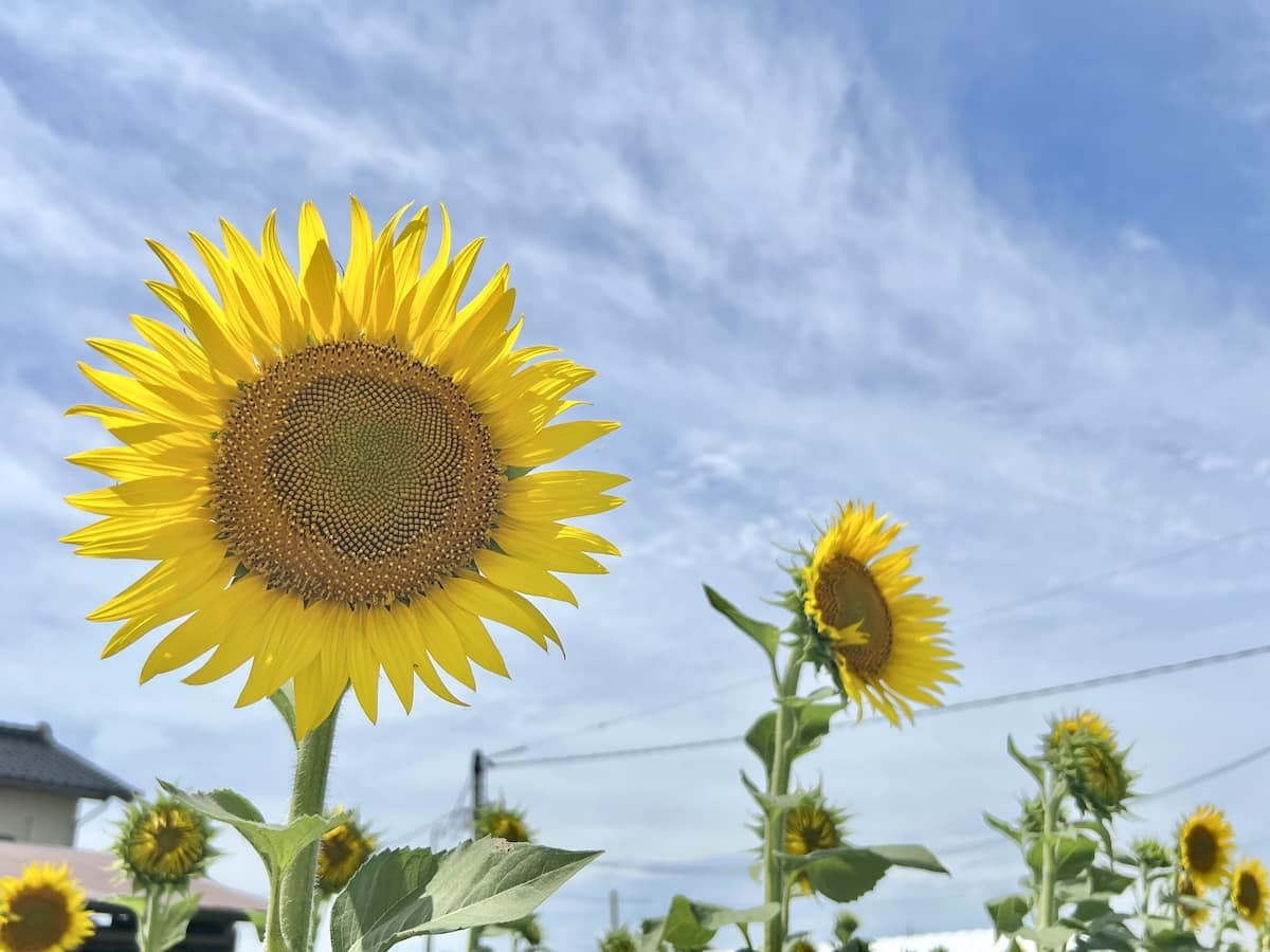 島根県出雲市斐川町で８月中旬頃見頃を迎えるひまわり畑の様子