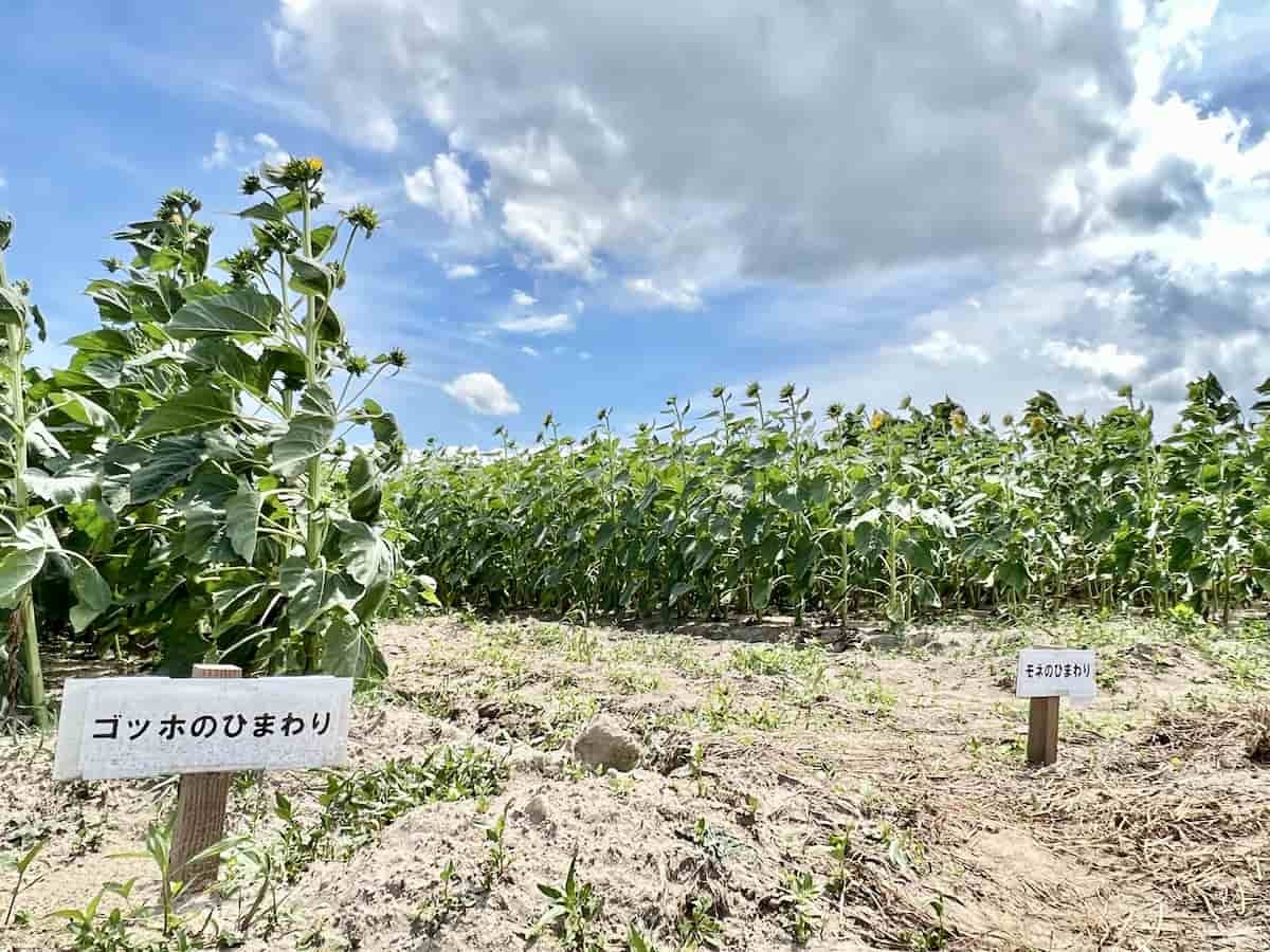 島根県出雲市斐川町で８月中旬頃見頃を迎えるひまわり畑の様子