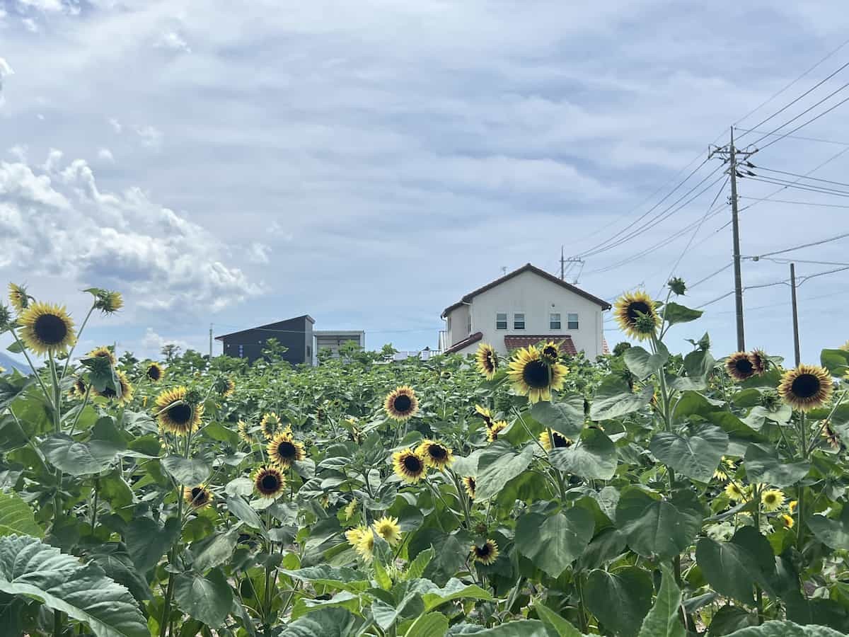 島根県出雲市斐川町で８月中旬頃見頃を迎えるひまわり畑の様子