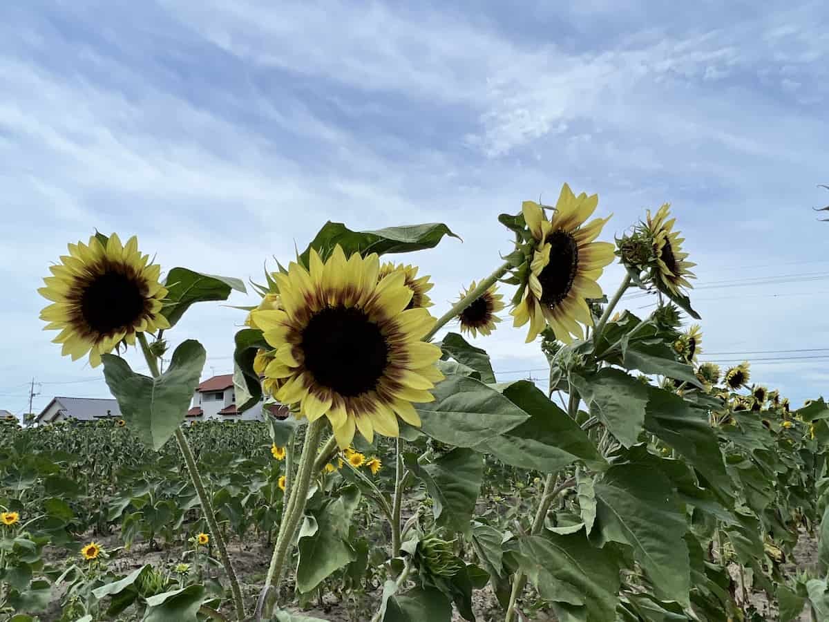 島根県出雲市斐川町で８月中旬頃見頃を迎えるひまわり畑の様子