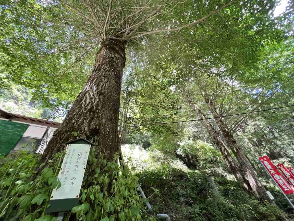 鳥取県鳥取市青谷町にある「不動滝」の様子