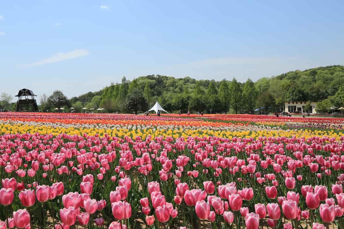 広島県世羅郡世羅町にある「世羅高原農場」のチューリップ