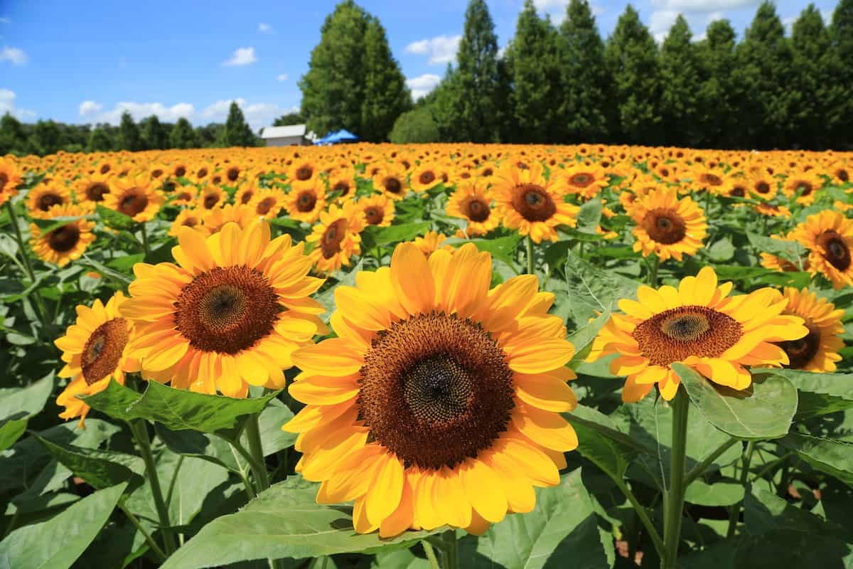 広島県世羅郡世羅町にある「世羅高原農場」のひまわり