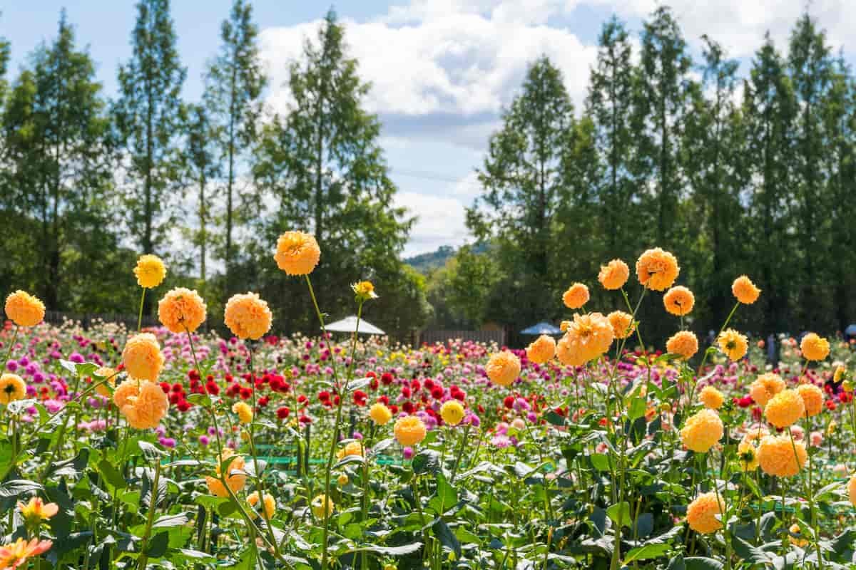 広島県世羅郡世羅町にある「世羅高原農場」の花畑