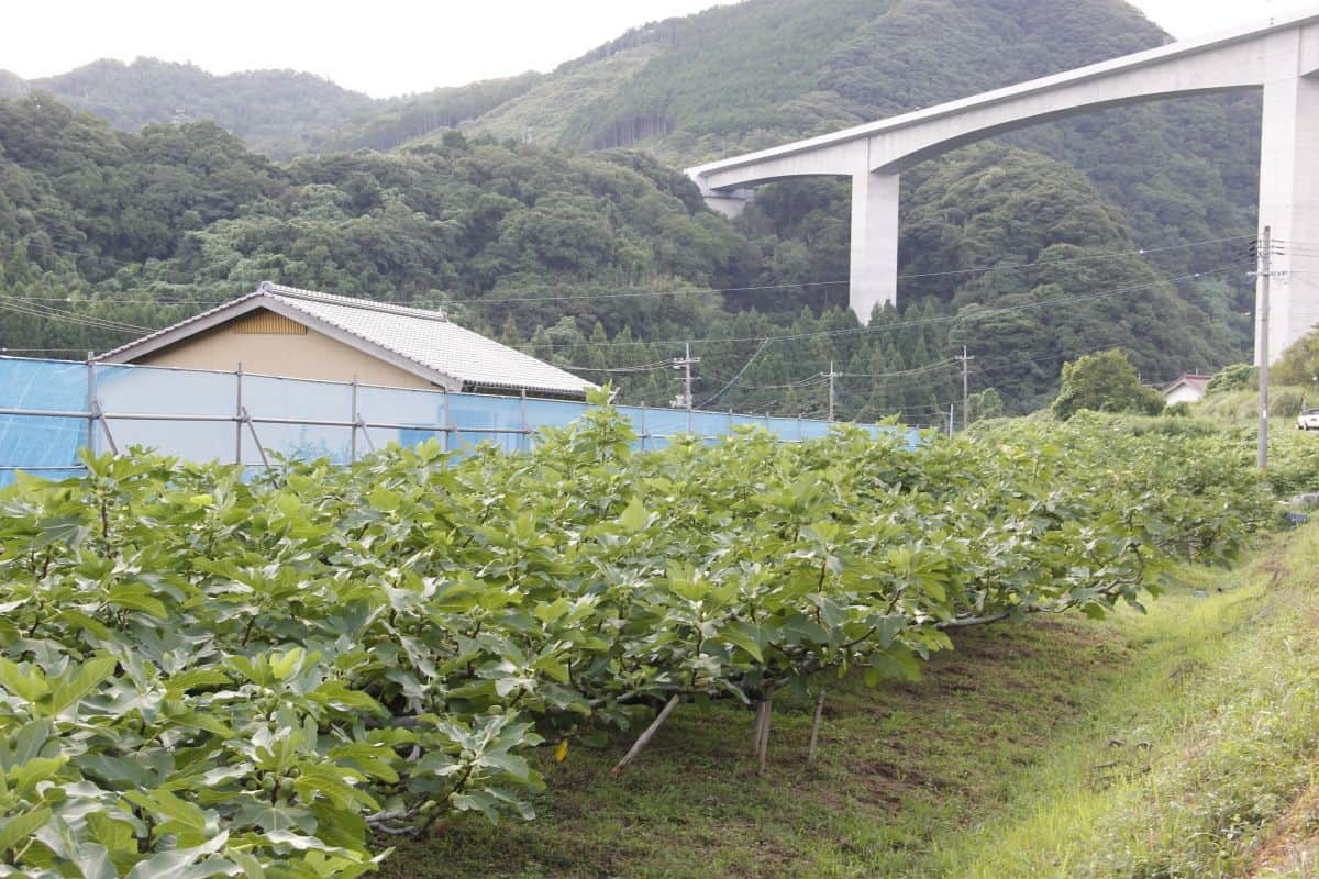 島根県出雲市多伎町のイチジク畑