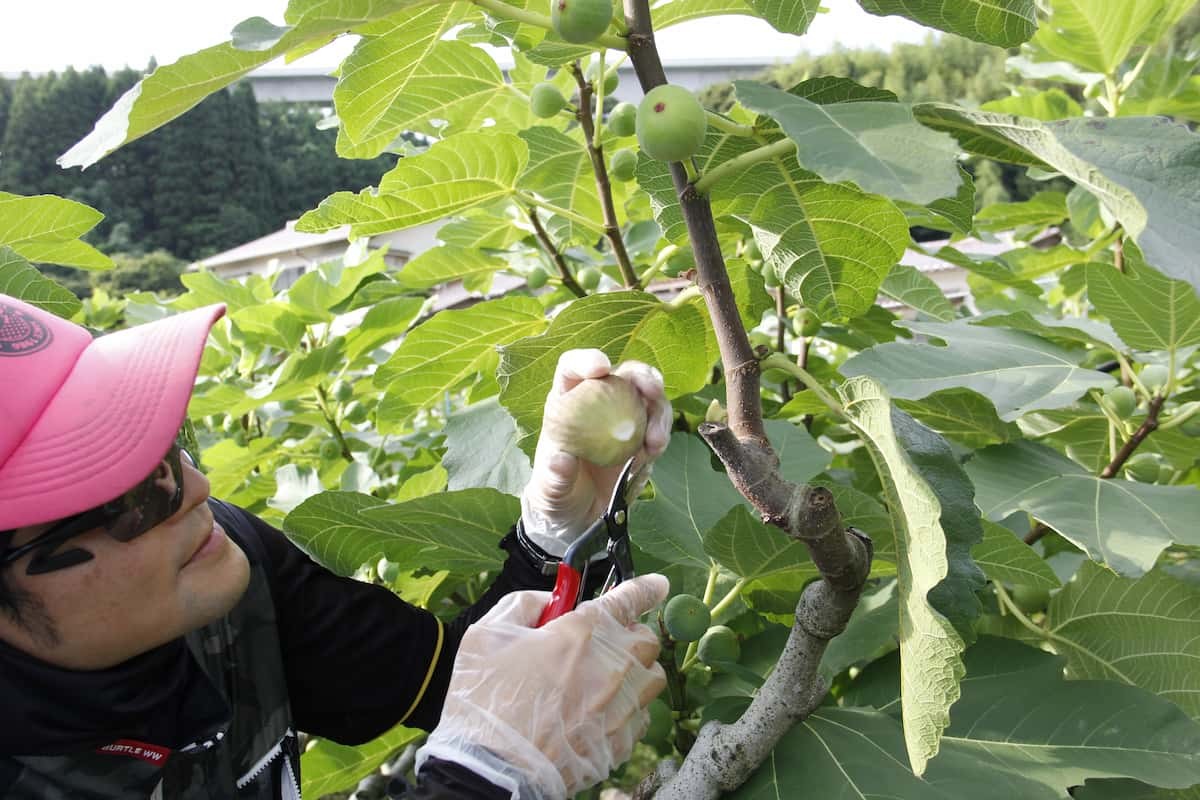 島根県出雲市多伎町の地域団体・多伎いちじく盛り上げ隊の堀江さん