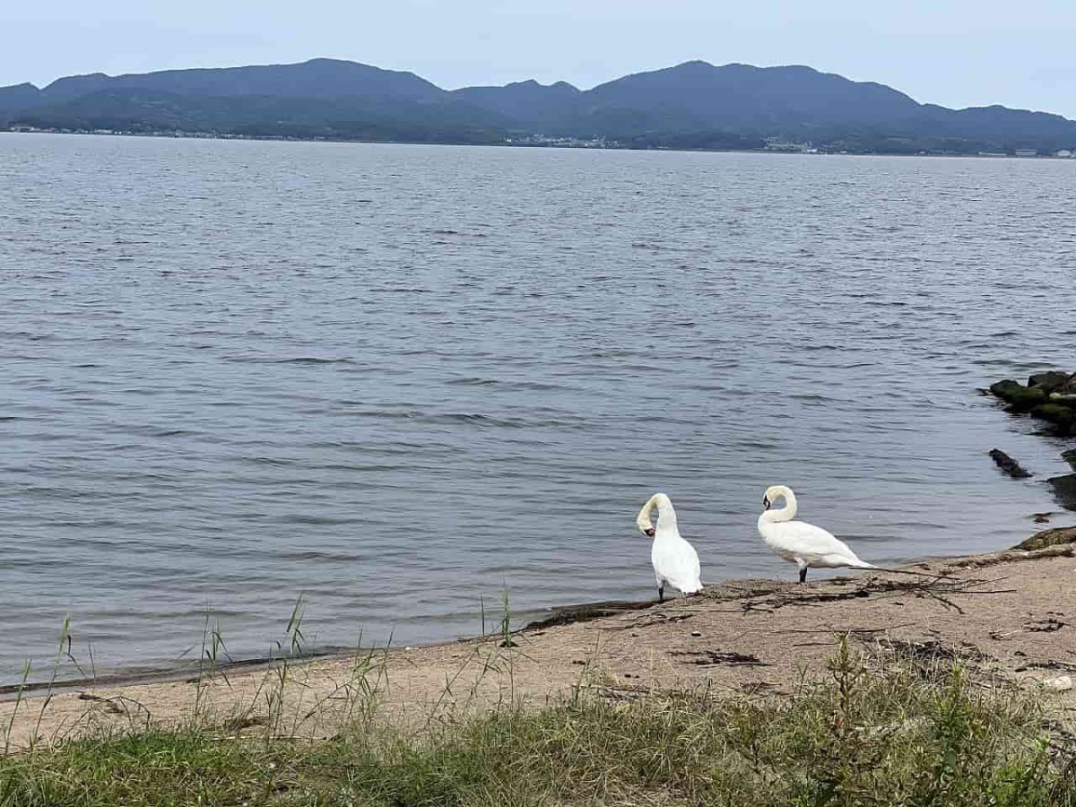 島根県松江市の宍道湖沿いにいるハクチョウの様子