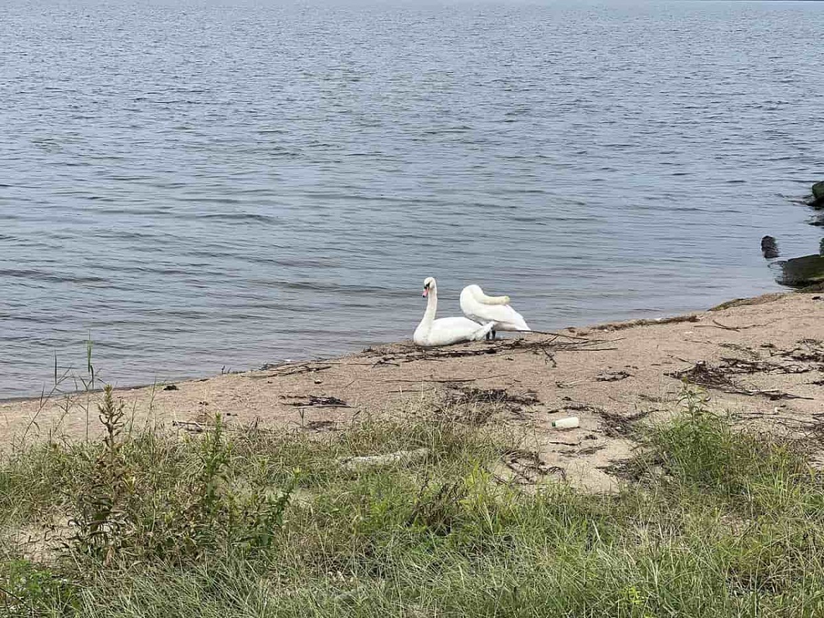 島根県松江市の宍道湖沿いにいるハクチョウの様子