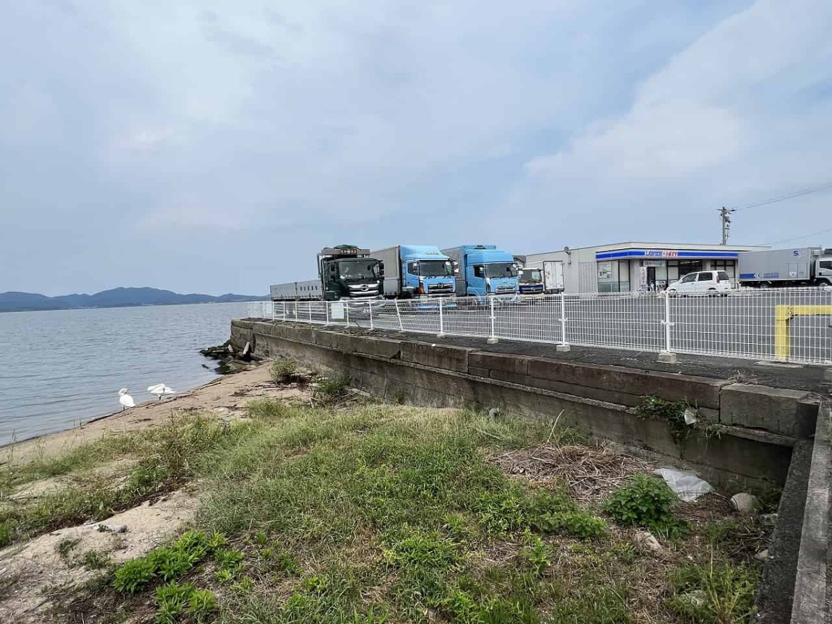 島根県松江市の宍道湖沿いにいるハクチョウの様子