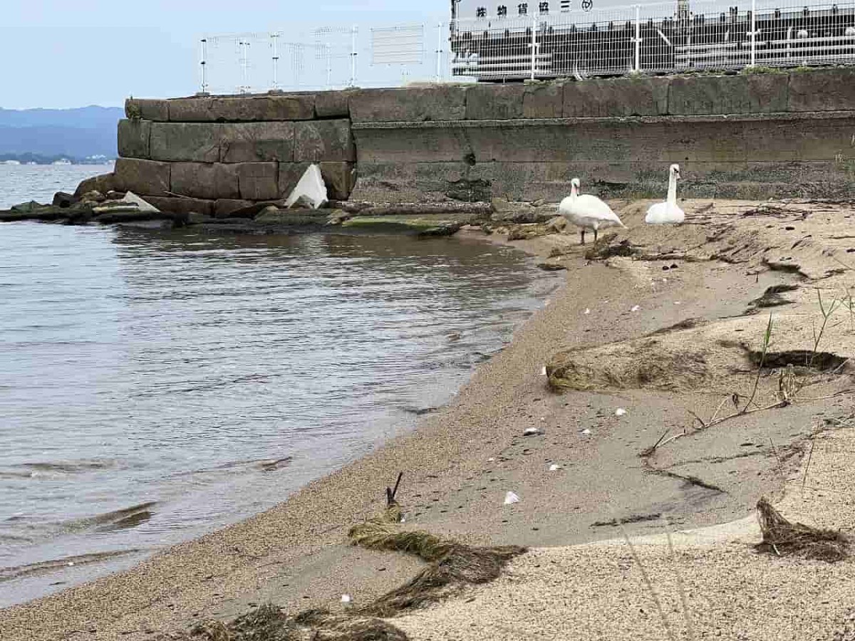 島根県松江市の宍道湖沿いにいるハクチョウの様子