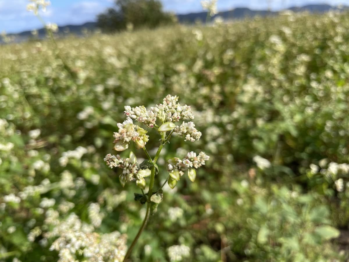 島根県松江市八束町の『そばの花』の開花中の様子