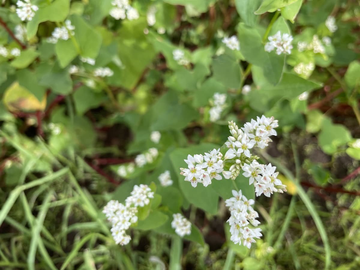 島根県松江市八束町の『そばの花』の開花中の様子