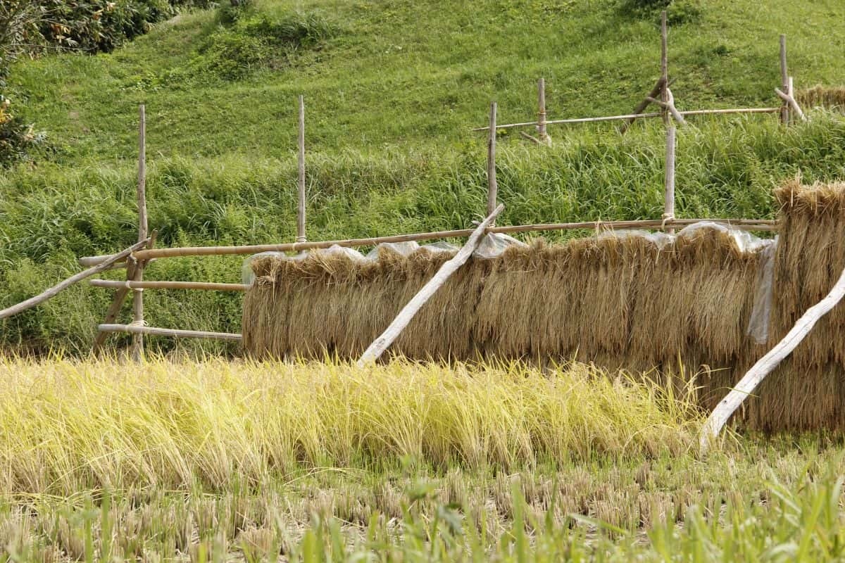 島根県奥出雲町の追谷地区の地域団体「ぼくらの学校」が管理する田んぼの様子