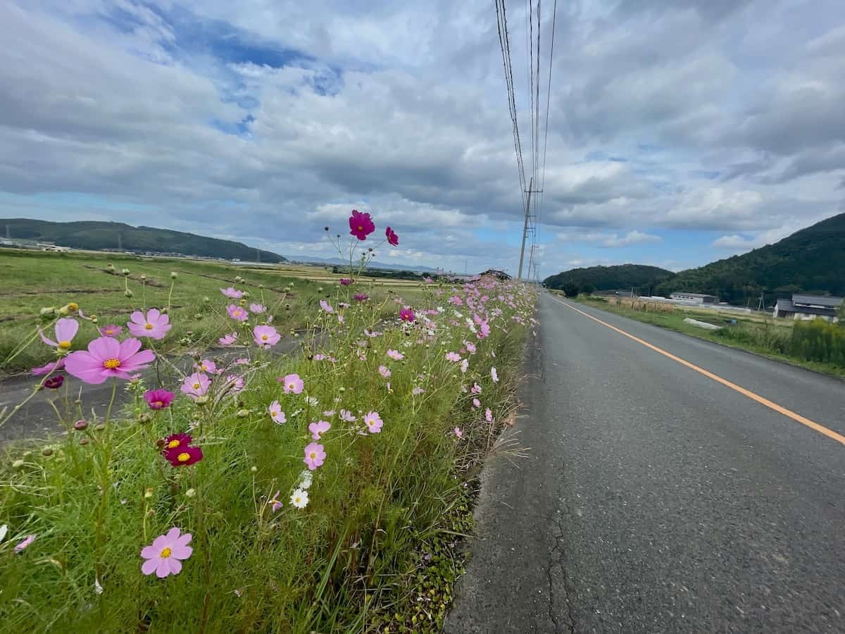 鳥取県米子市淀江町の『コスモス街道』の様子