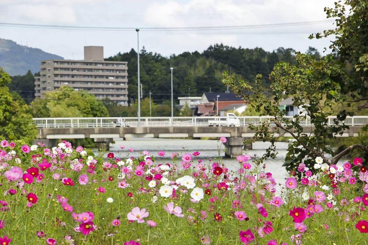 島根県松江市を流れる朝酌川沿いのコスモスの様子