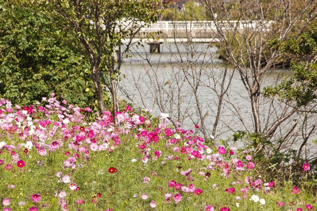 島根県松江市を流れる朝酌川沿いのコスモスの様子