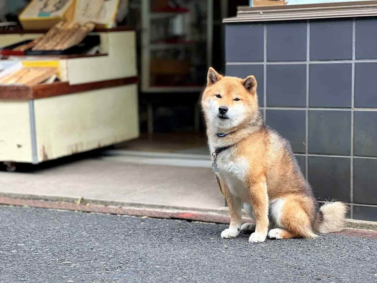 島根県出雲市の一畑薬師の参道沿いにある『お食事処もんぜん』の看板犬テツ