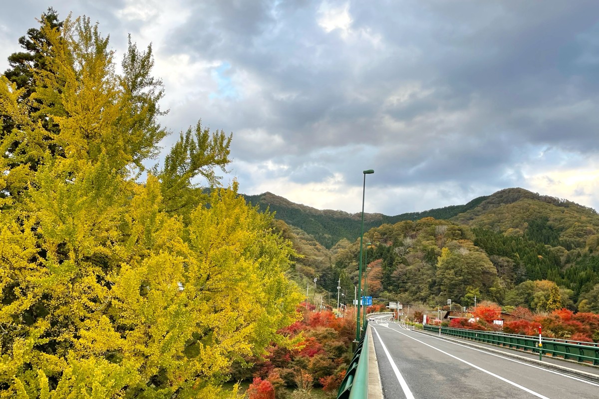 島根県飯南町の穴場紅葉スポット「東三瓶フラワーバレー」周辺の紅葉の様子