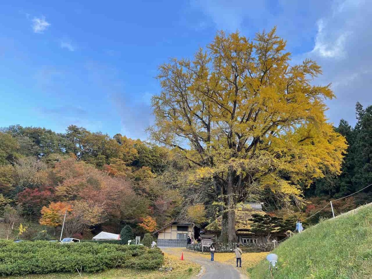 島根県奥出雲町にある「金言寺」のイチョウの木