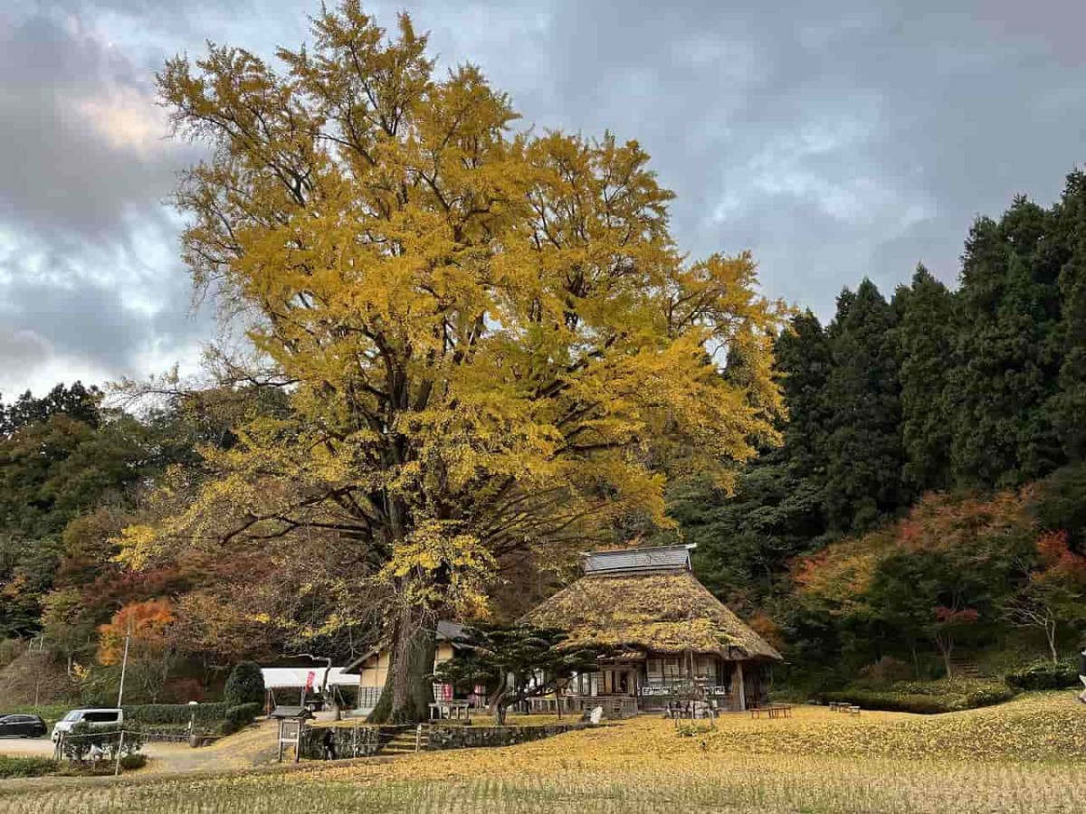 島根県奥出雲町にある「金言寺」の本堂と大イチョウ