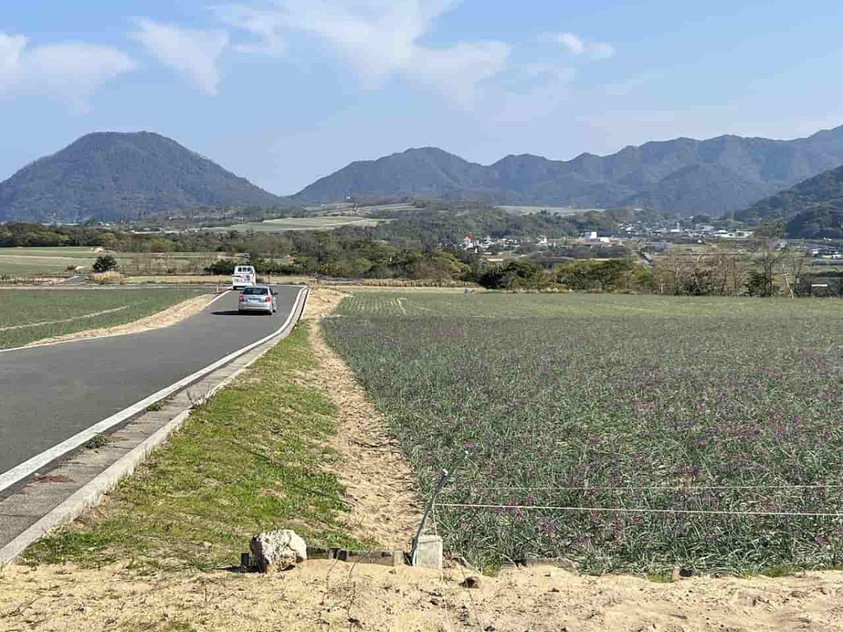 鳥取市の観光地・鳥取砂丘近くのらっきょう畑の花の様子