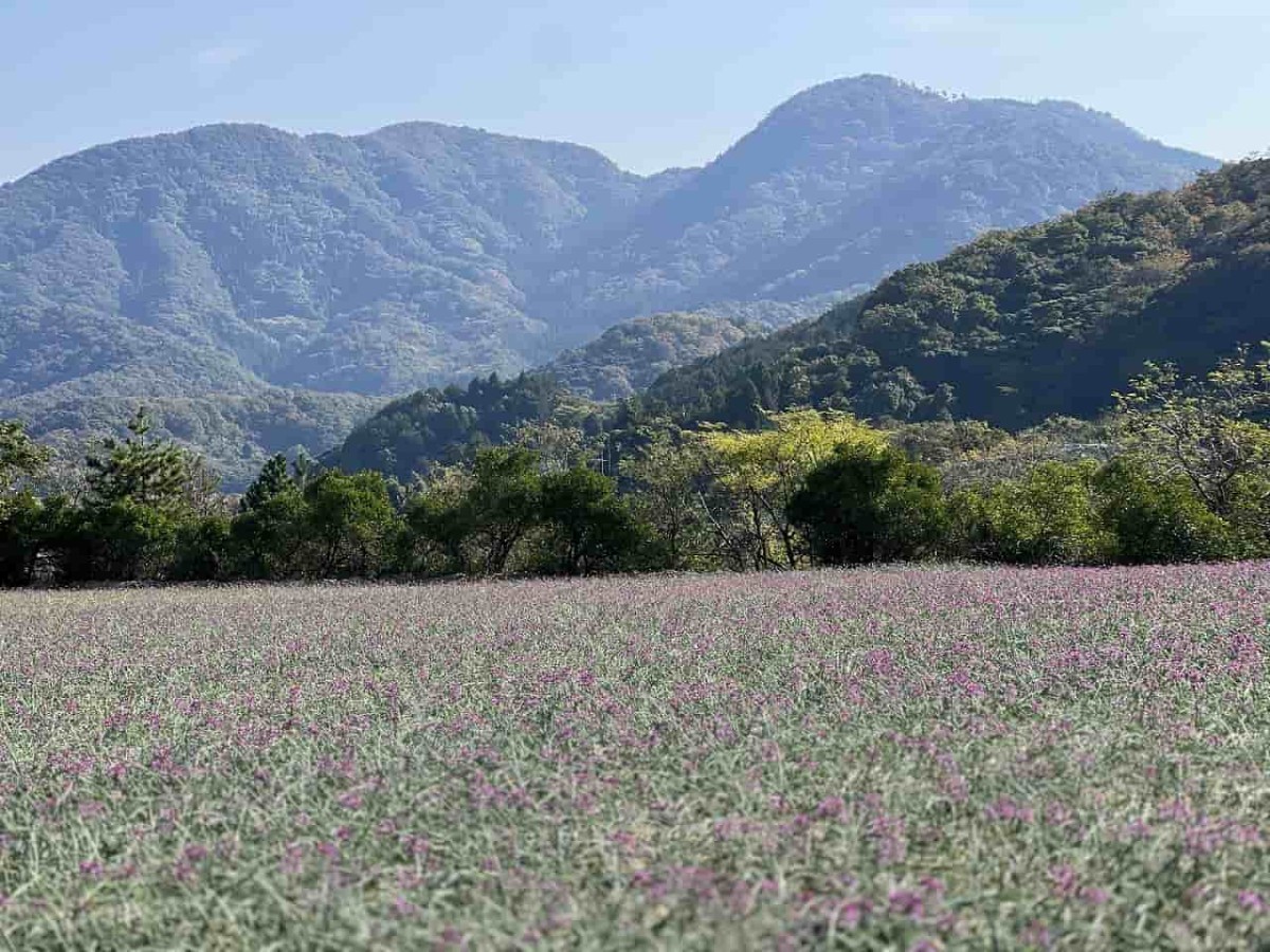 鳥取市の観光地・鳥取砂丘近くのらっきょう畑の花の様子