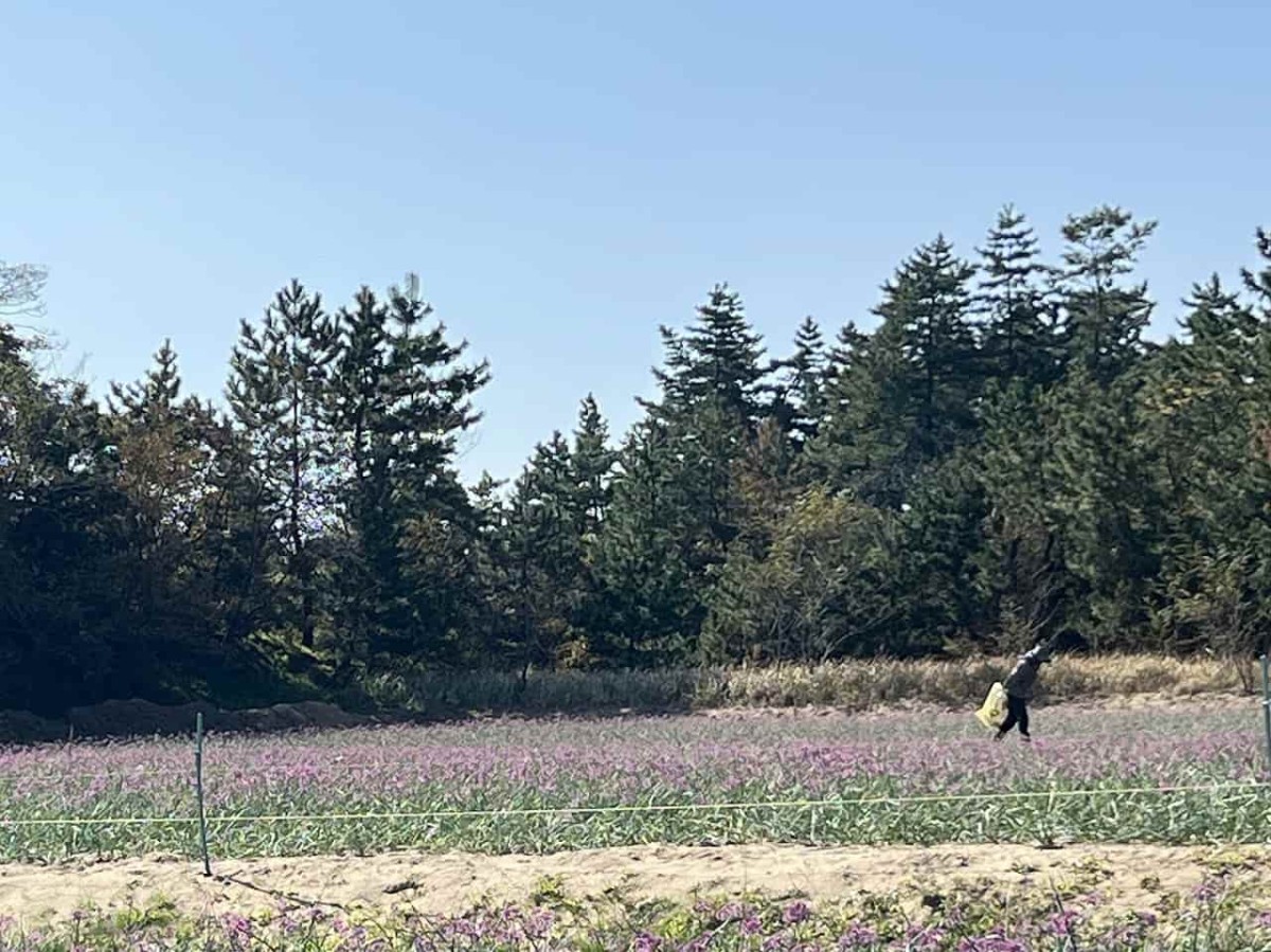 鳥取市の観光地・鳥取砂丘近くのらっきょう畑の花の様子