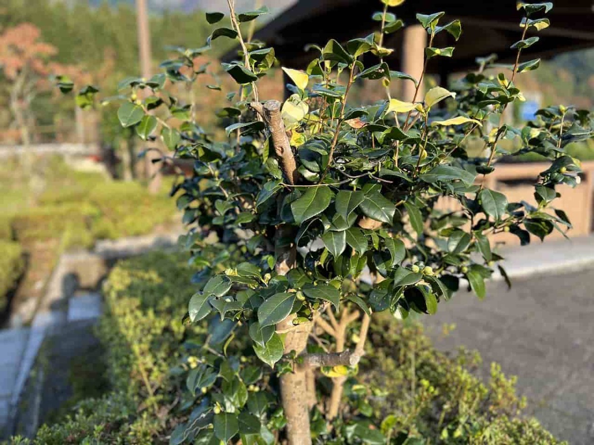 鳥取県鳥取市鹿野町にある『花巻公園』の様子