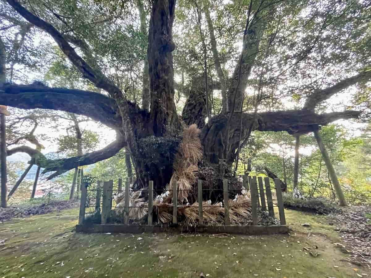 島根県松江市八雲町にある「志多備神社」のスダジイ