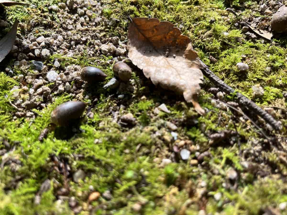 島根県松江市八雲町にある「志多備神社」のスダジイから落ちたシイの実