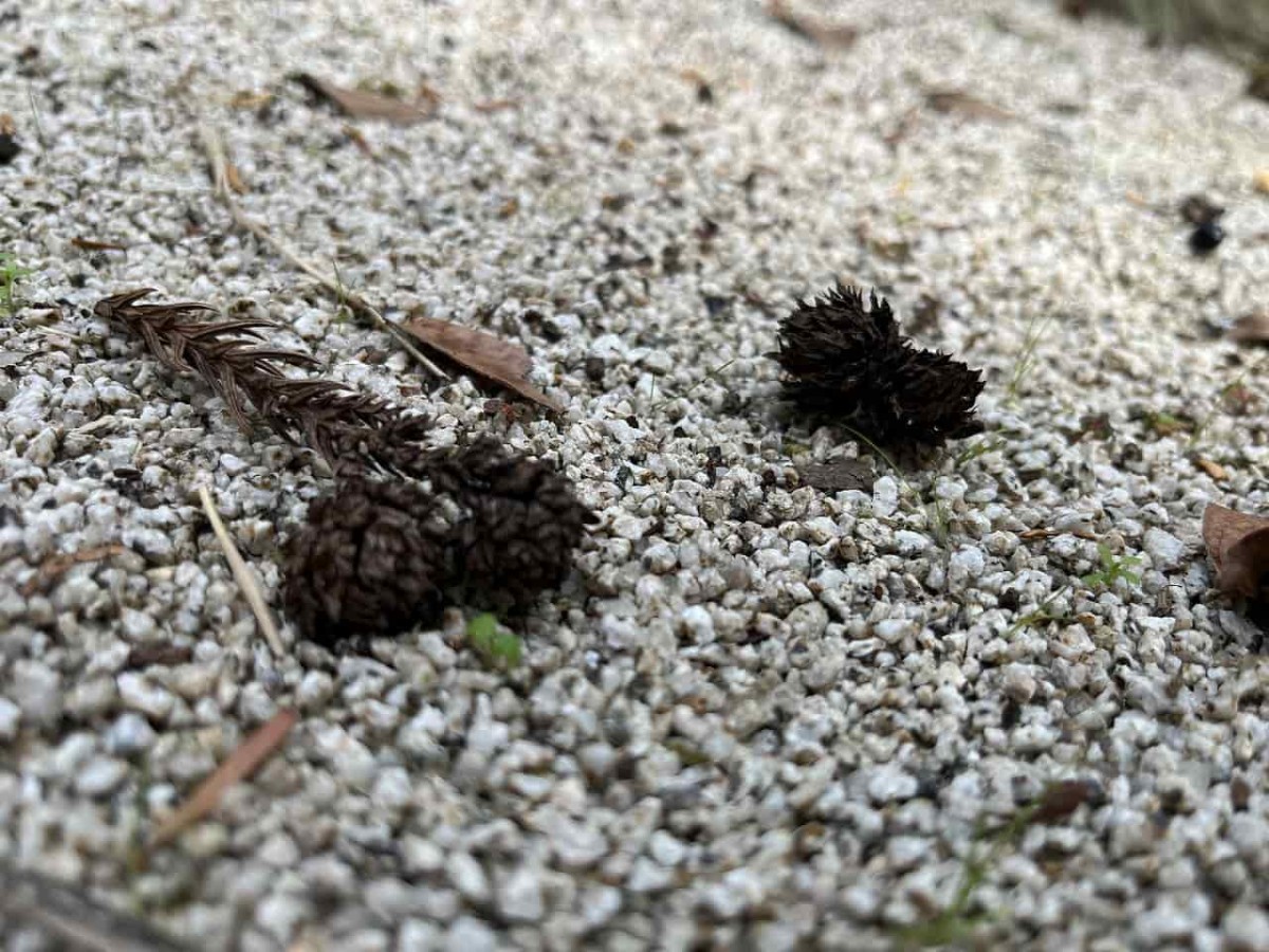 島根県松江市にある「六所神社」_松ぼっくり_六社巡り