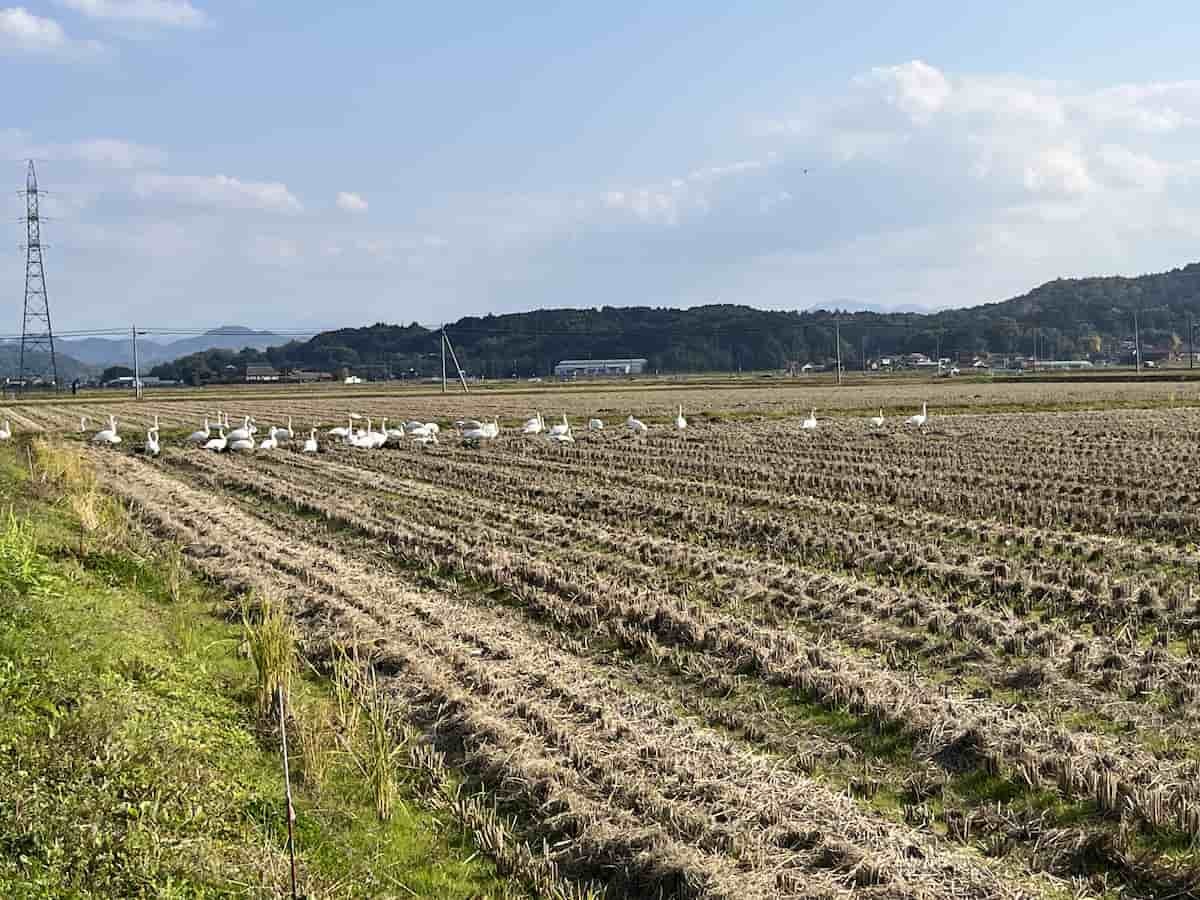 安来市の「白鳥ロード」に飛来したコハクチョウ